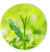 green-tea