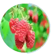 raspberry