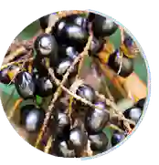 saw-palmetto